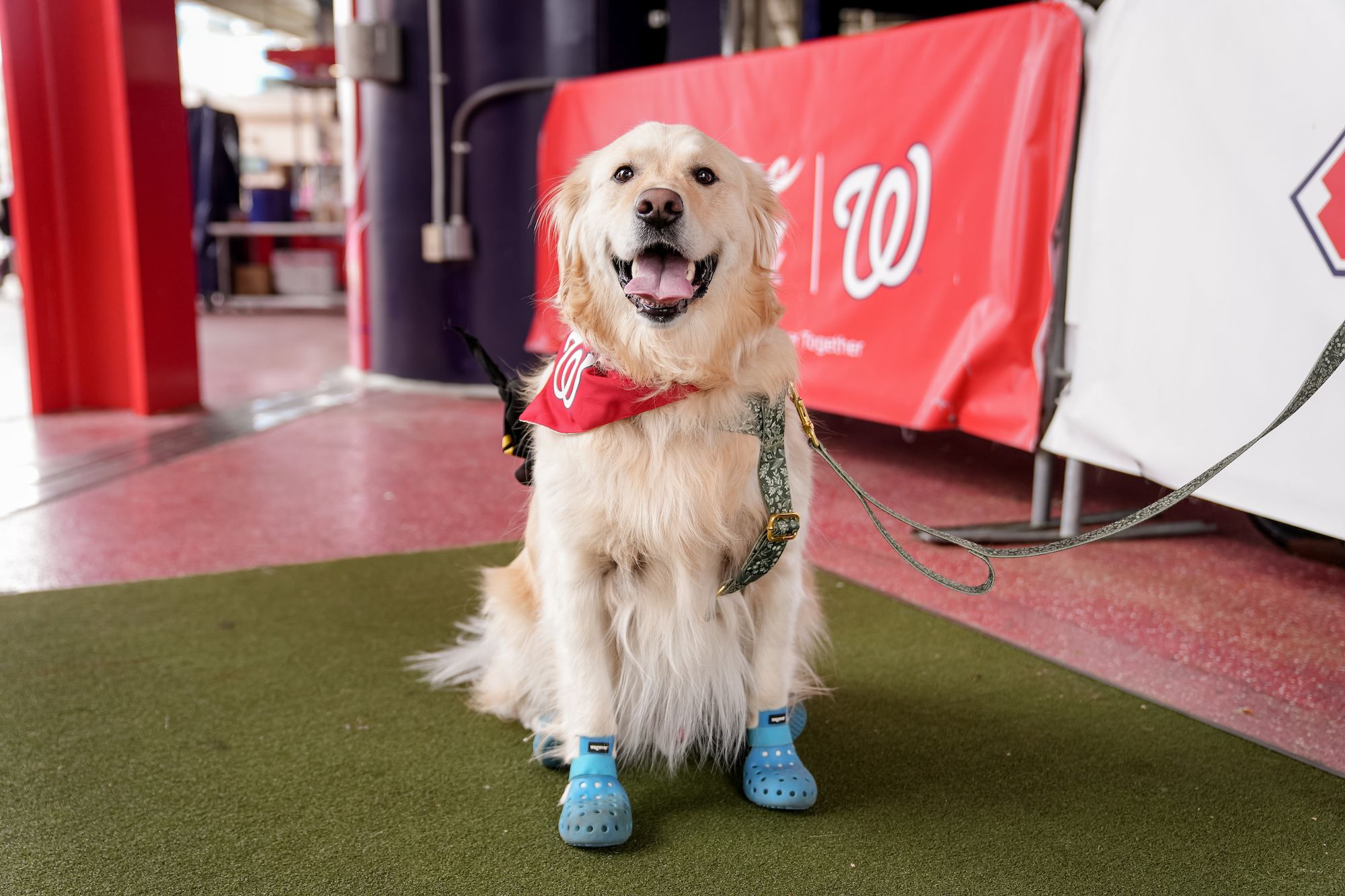 The Nationals' Pups at the Park 