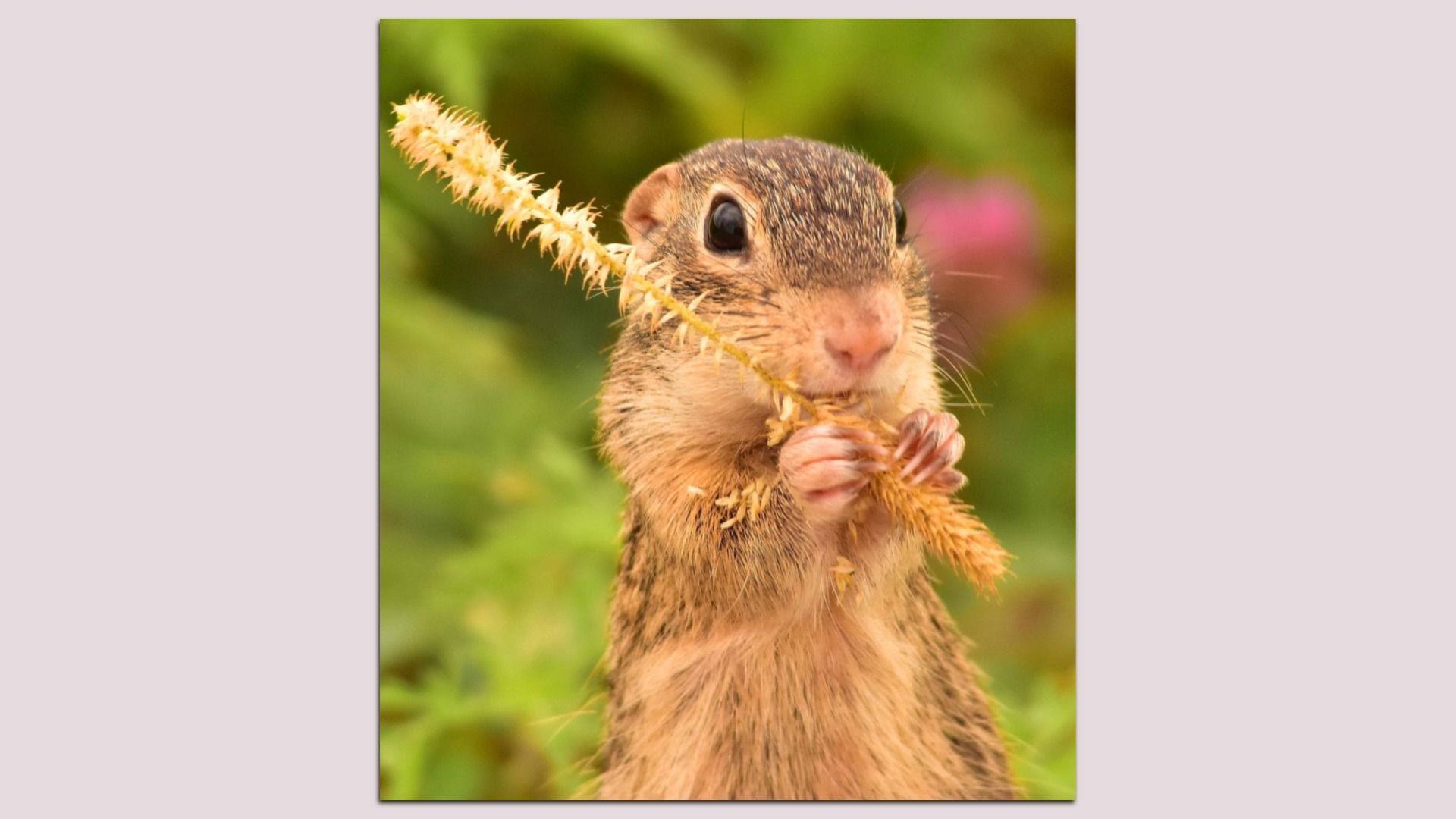 A 13-lined ground squirrel