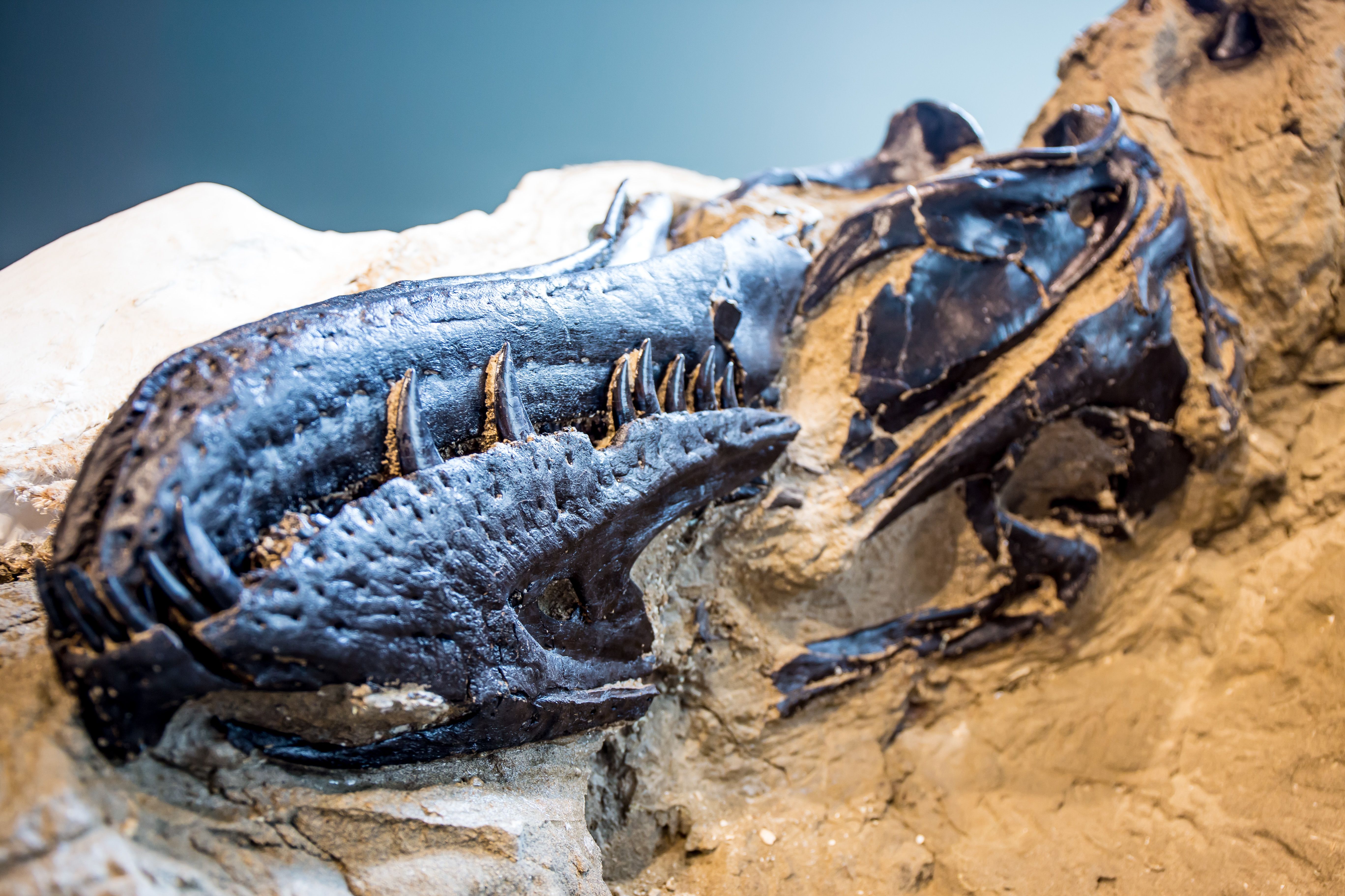 Close-up of a dark fossilized dinosaur skull and jaw embedded in a light brown rocky matrix, showing sharp teeth and bone details under bright lighting.