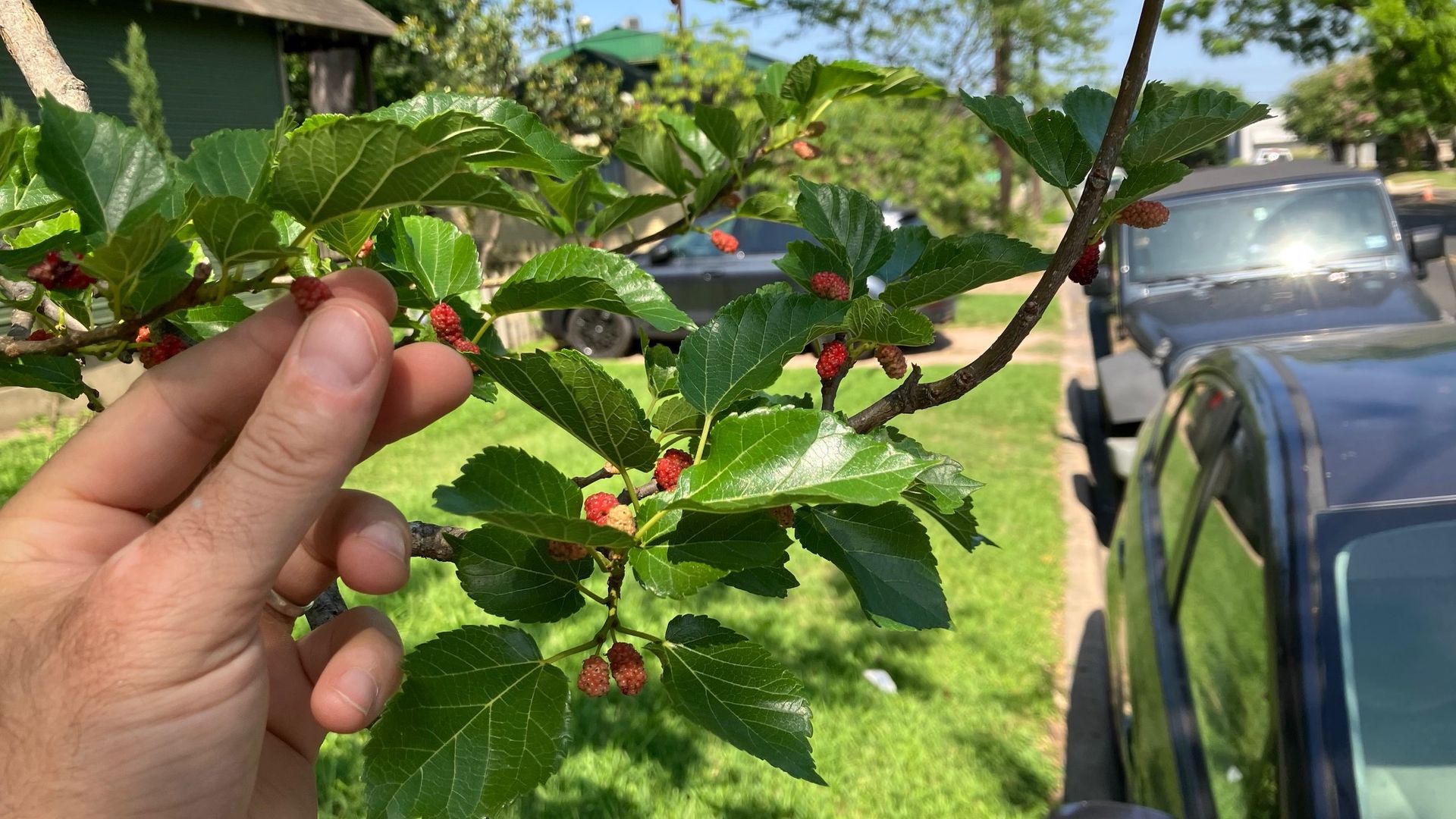 Picking mulberries in Austin.