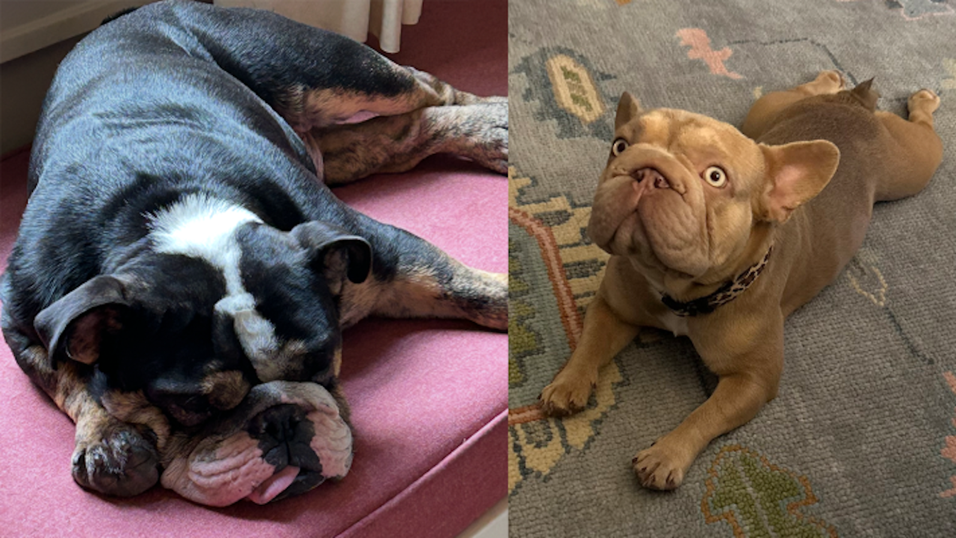 Two dogs side by side: left, a sleeping large brindle bulldog on a pink cushion; right, a tan French bulldog with a leopard collar on a gray rug looking up.