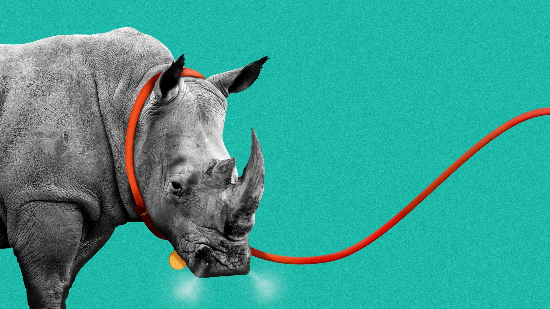 Illustration of a rhinoceros wearing a collar and leash 