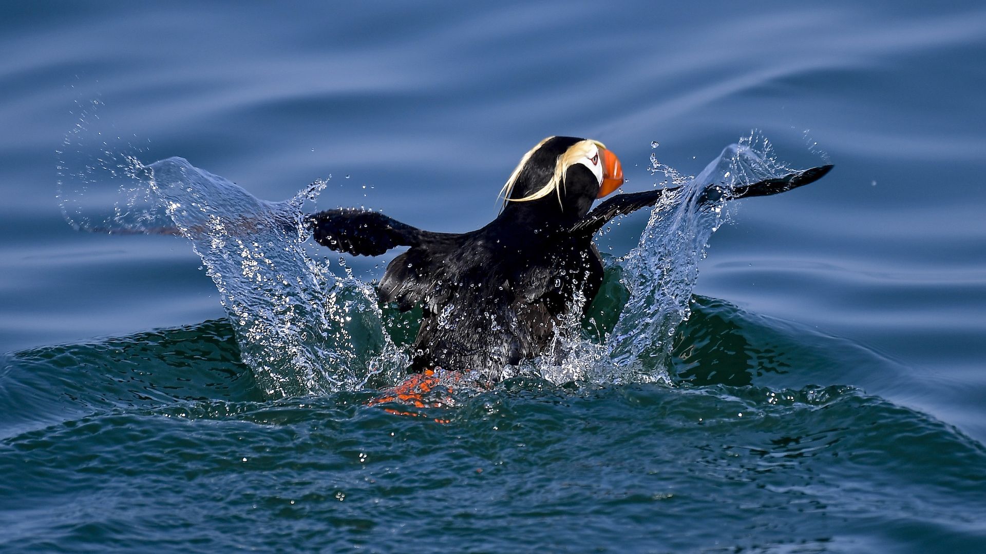 A puffin flapping about in the water