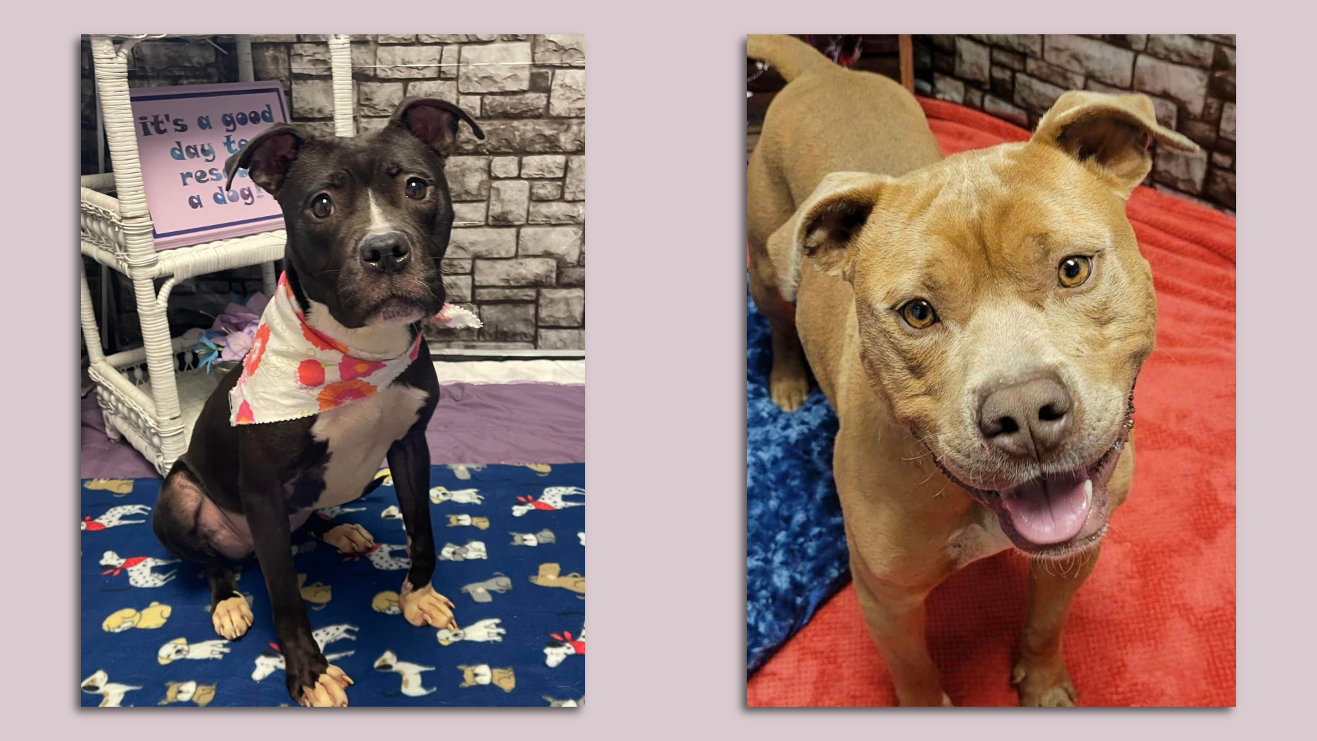 Dogs currently adoptable at the Detroit Animal Care shelter: Lindsay Lou, No. A157747, around 2.5 years old (left) and Urno, No. A156835, around 2.5 years old.