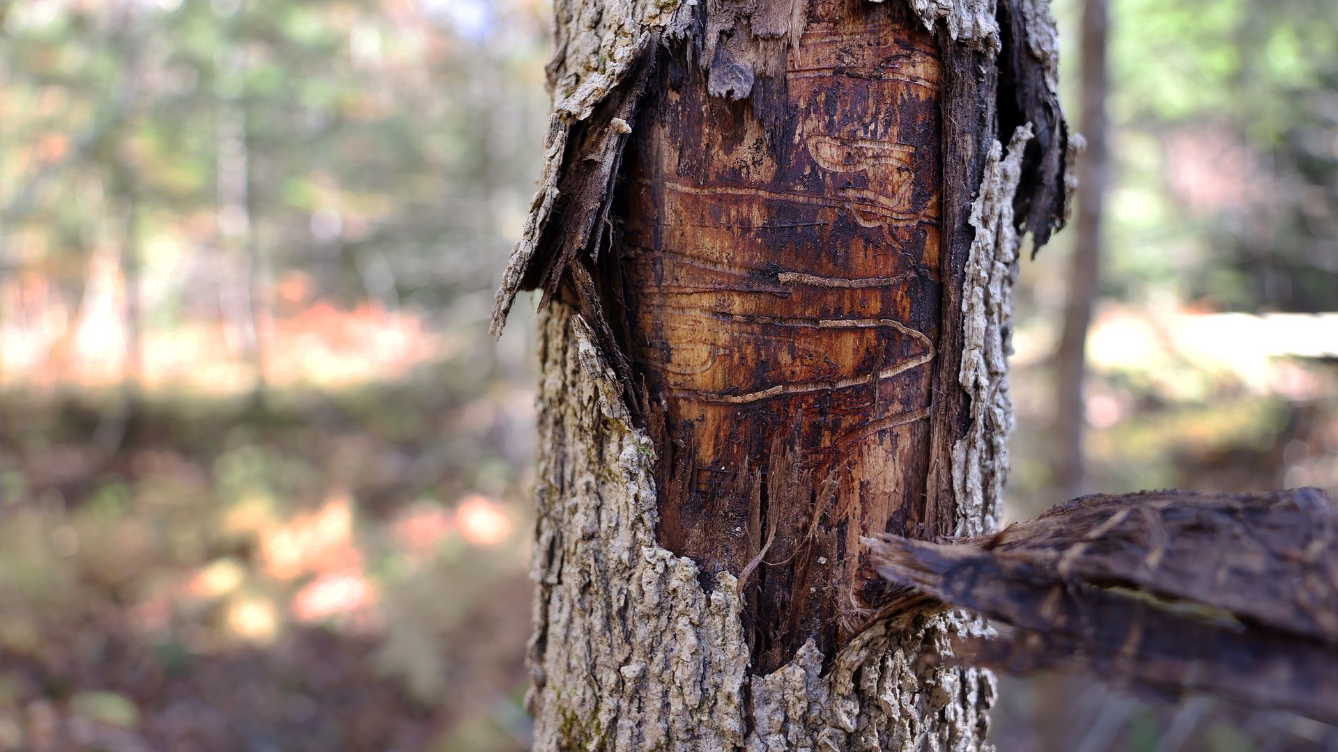 Close-up of a tree trunk with rough, peeling bark revealing reddish-brown wood and a carved rectangular panel in the center; a blurred forest backdrop.