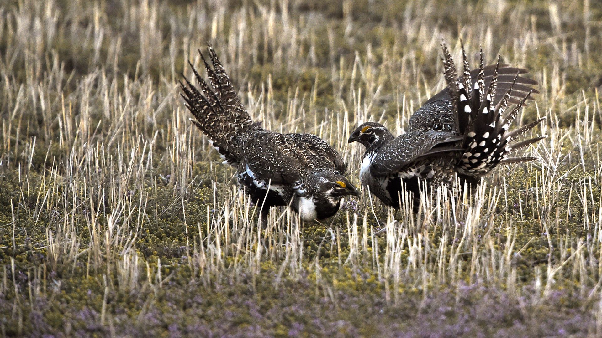 Greater sage grouse.