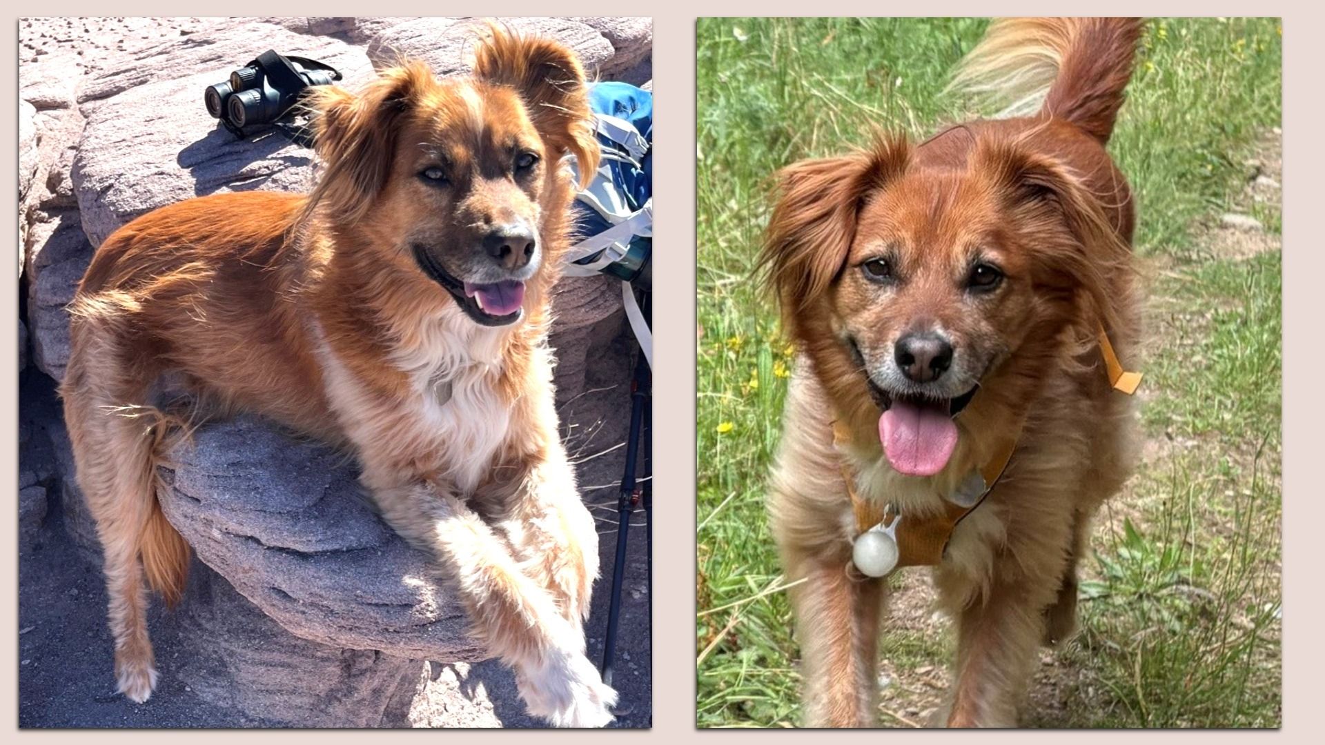 Side-by-side photos of a brown fluffy dog: left image lounging on rocks with a backpack and binoculars nearby; right image outdoors in grass, wearing a collar and tag, tongue out.