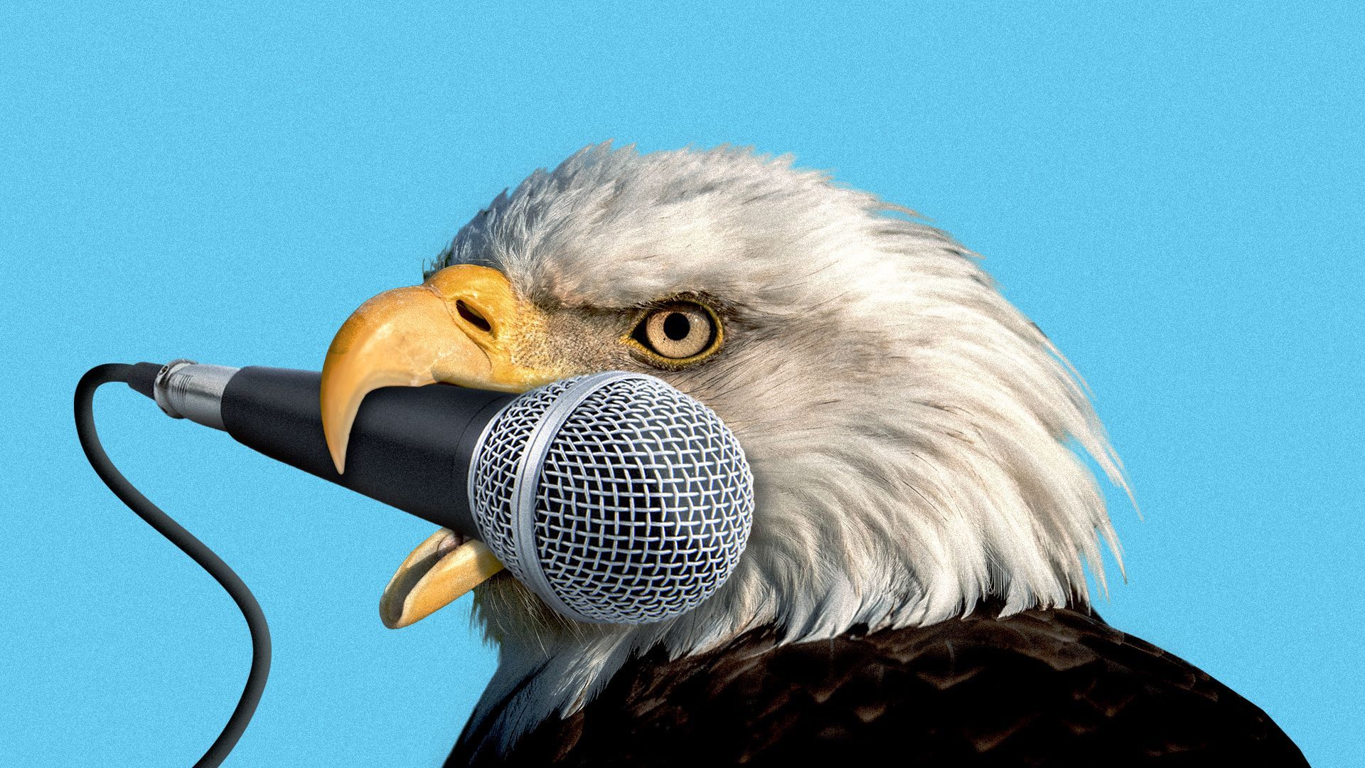 Illustration of a bald eagle with a microphone in its beak.