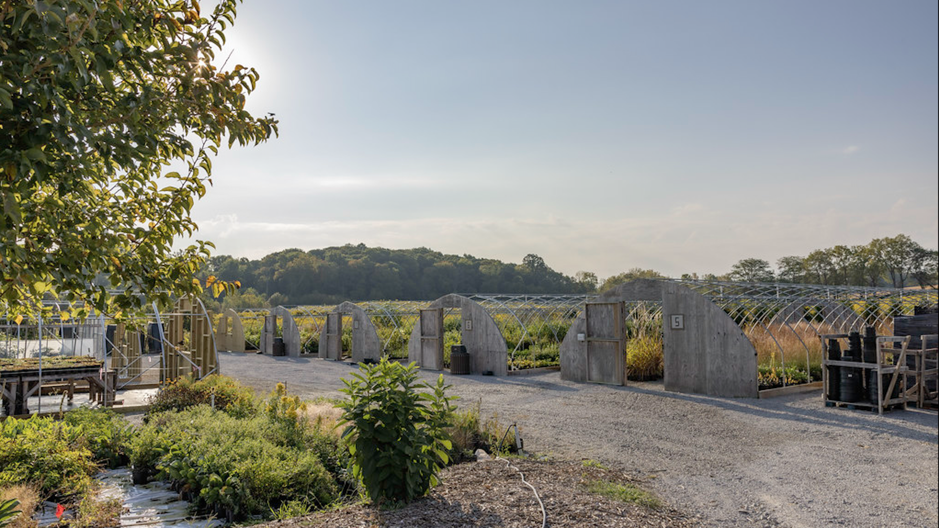 Sunlit garden with a leafy tree on the left, sun peeking through. Clear blue sky over distant treeline. Curved greenhouse arches with concrete pillars across the middle; gravel foreground and plants.