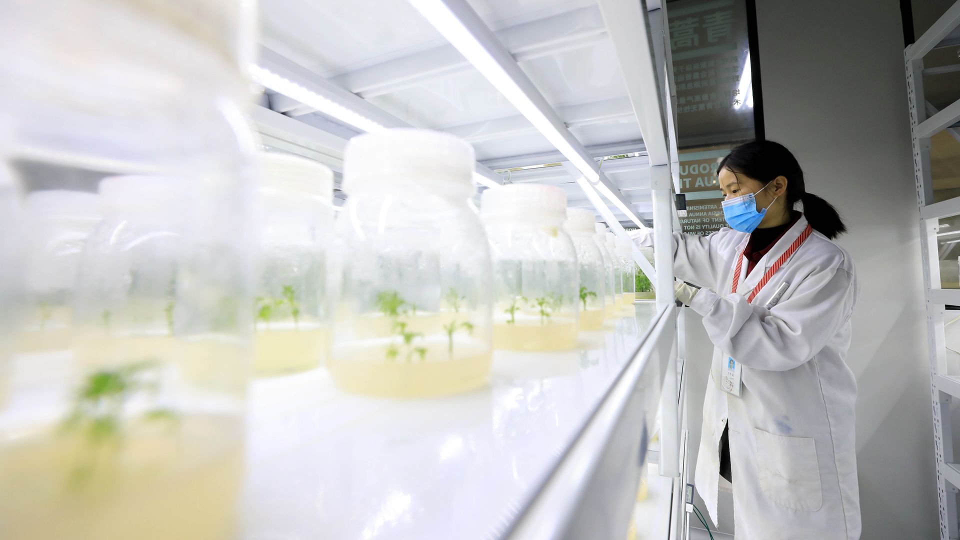 Picture of researcher looking at jars containing Artemisia annua seedlings