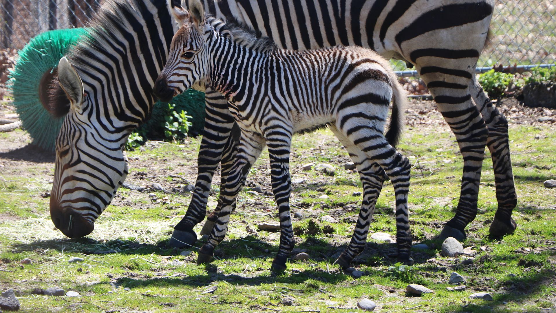 A mother zebra and her foal