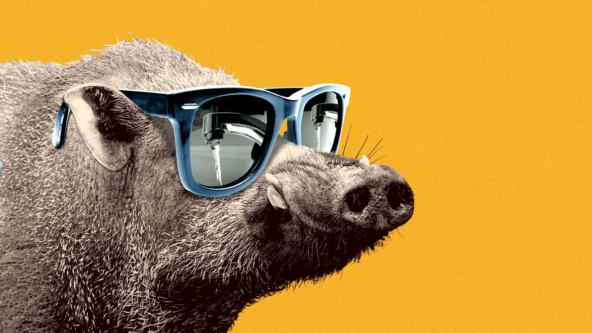 Illustration of a razorback wearing sunglasses with a faucet reflected in the lenses.