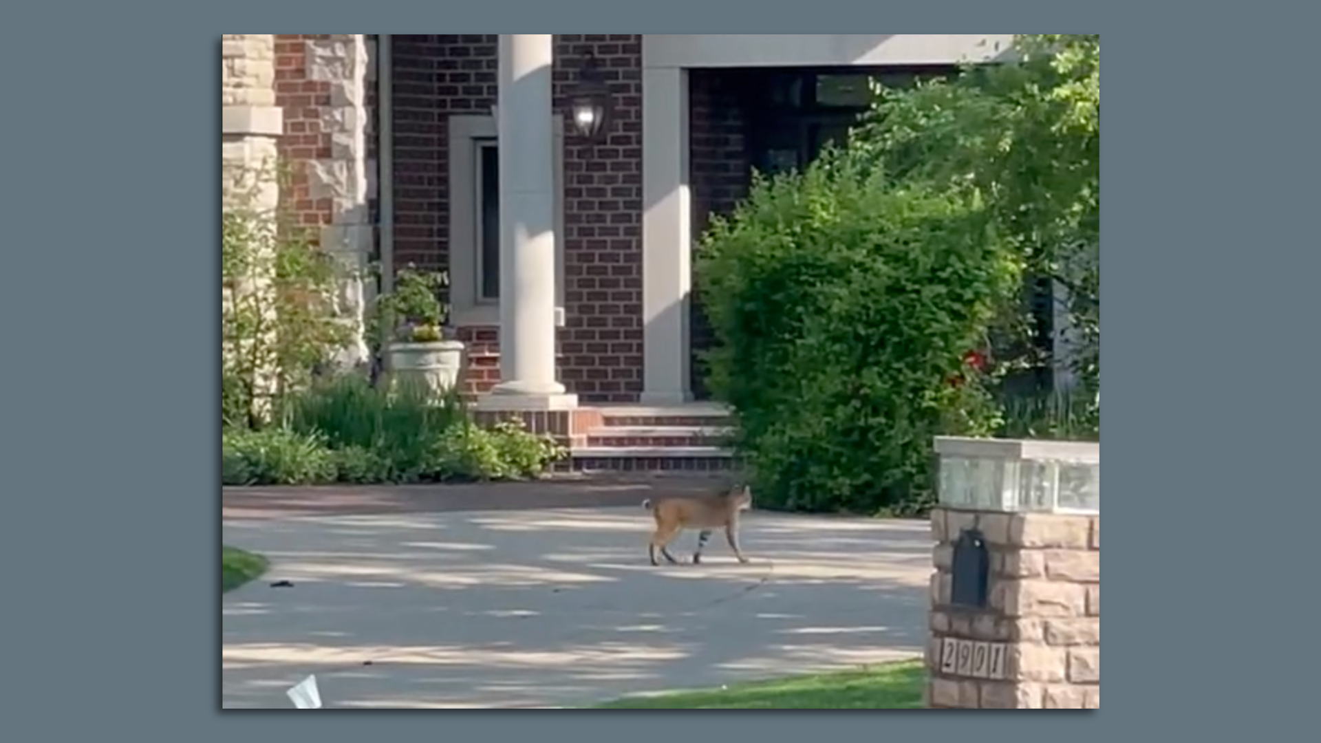 A photo of a bobcat