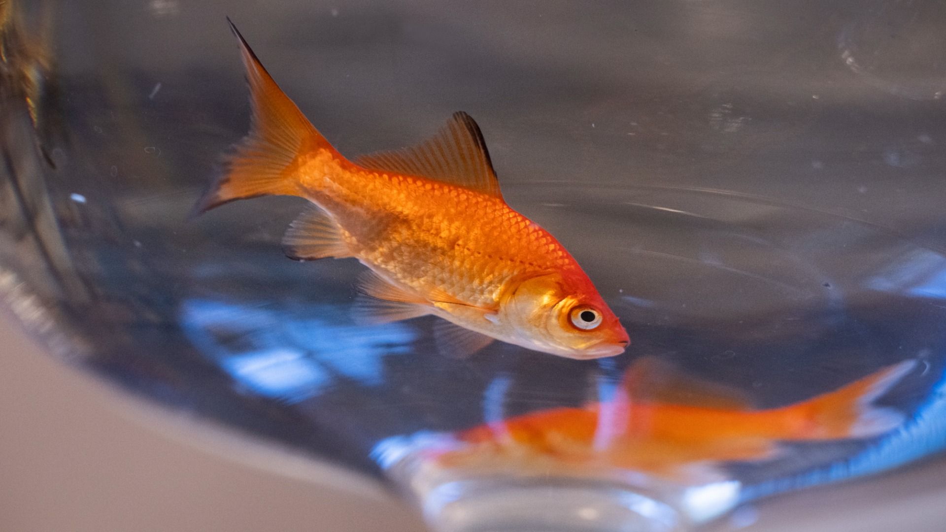A goldfish with orange scales in a clear glass bowl