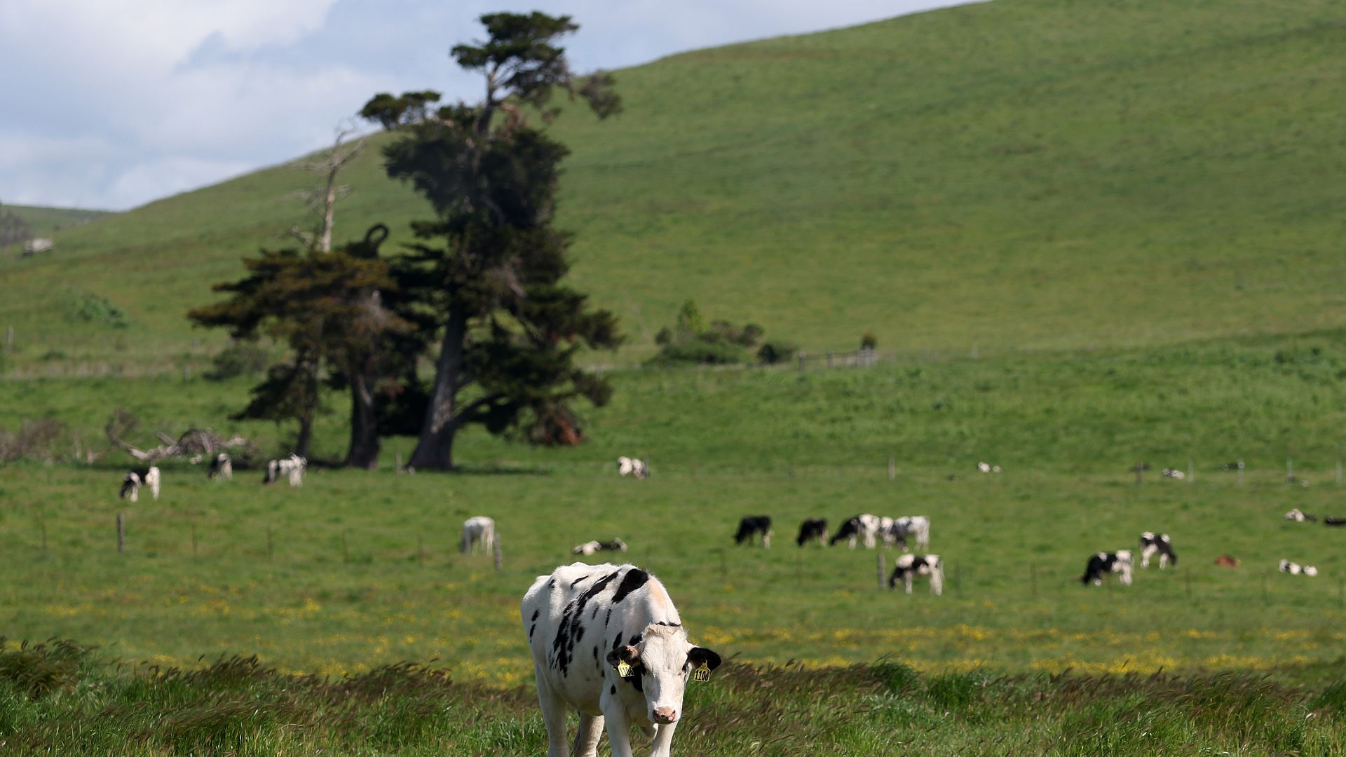Cows graze in a field at a dairy farm on April 26, 2024 in Petaluma, California.