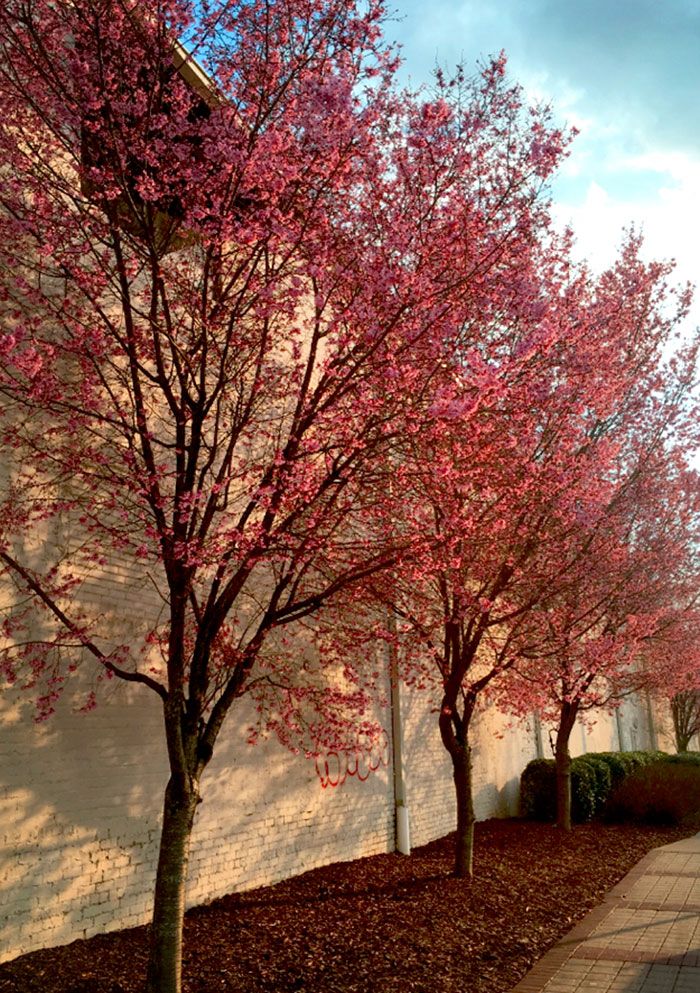 cherry-blossom-trees
