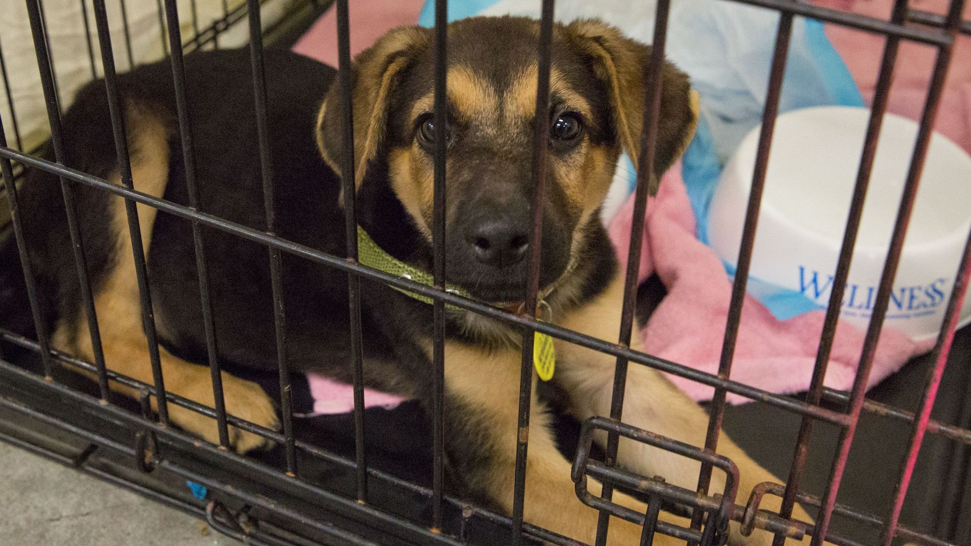 A dog in a cage.