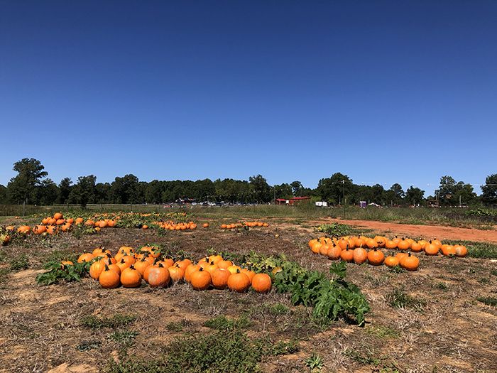 hall family farm pumpkins