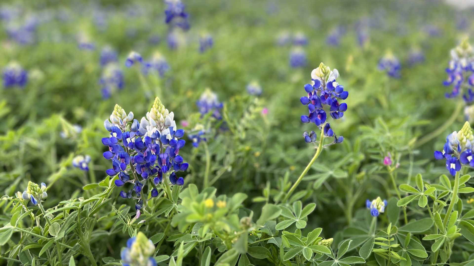 Photo of bluebonnets. 