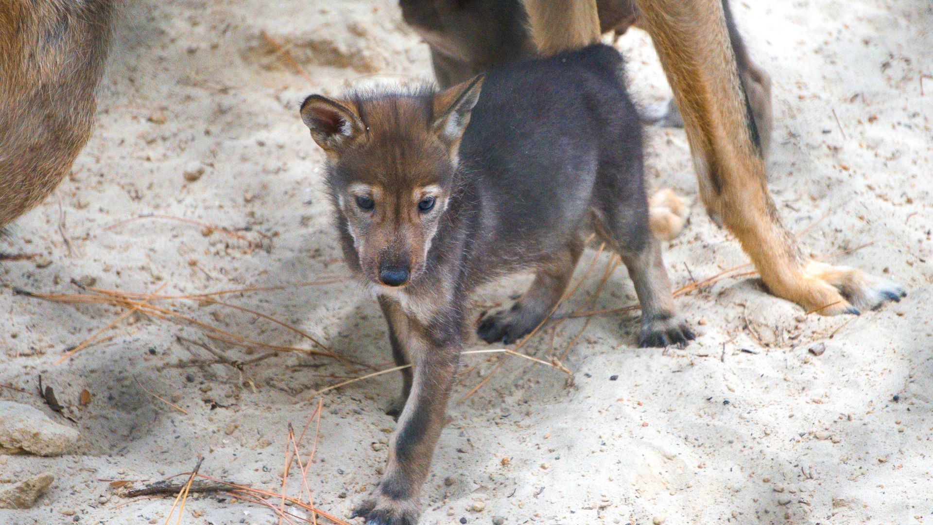 a baby red wolf