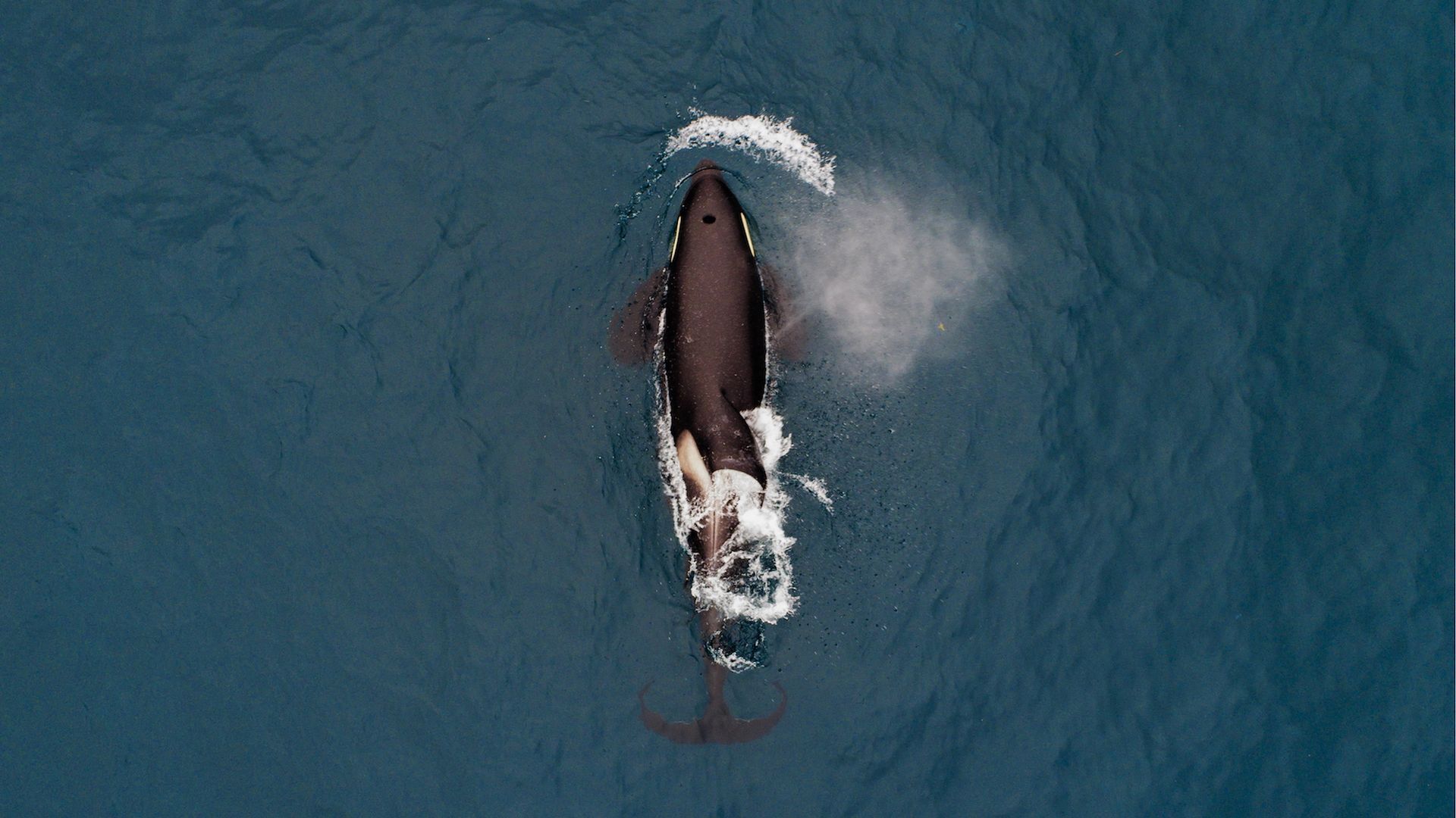 An orca in Avacha Bay off Kamchatka Peninsula on Russia's Pacific coast.