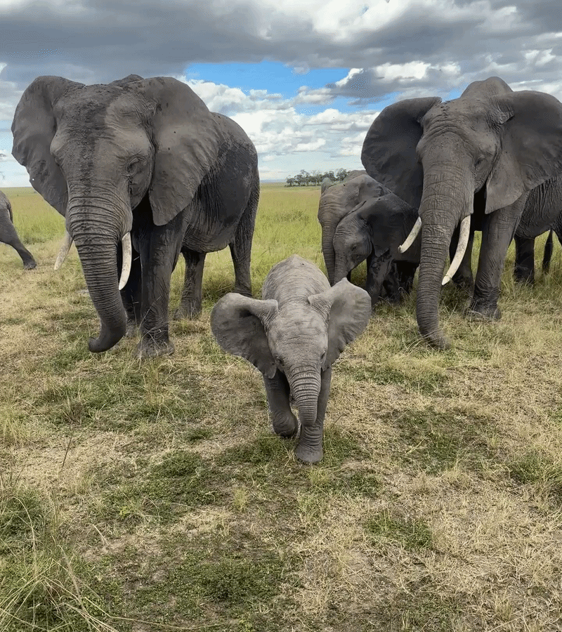 A gif of a baby elephant in a herd of elephants moving toward the camera 