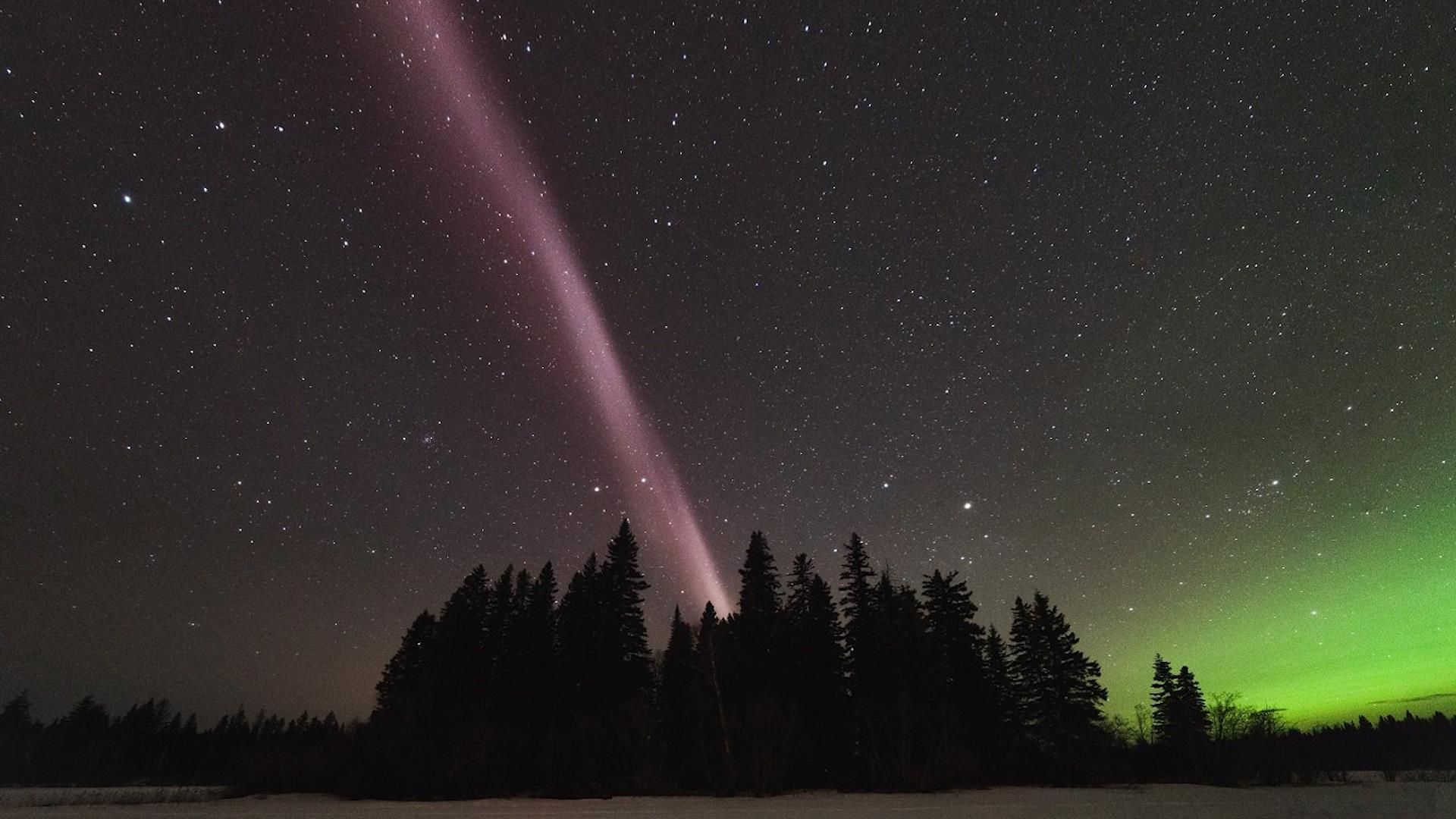 In this image, STEVE is a glowing pink streak across the dark starry purple sky. There are a row of black pine trees.