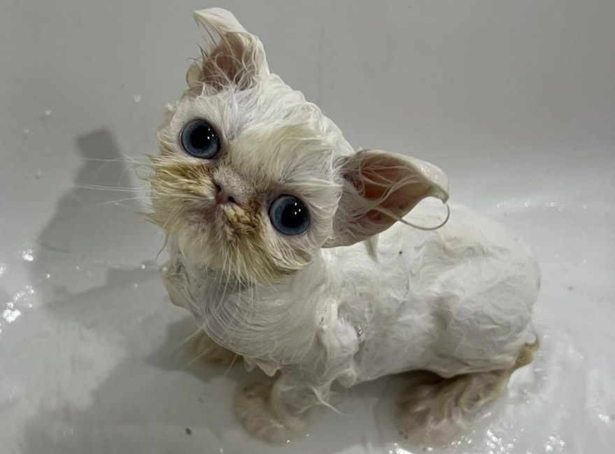 A white kitten with huge blue eyes and soaking-wet fur.