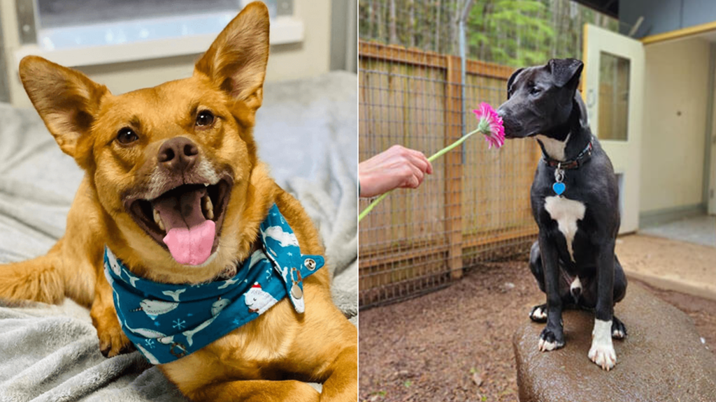 Seattle-area animal shelters are near capacity - Axios Seattle