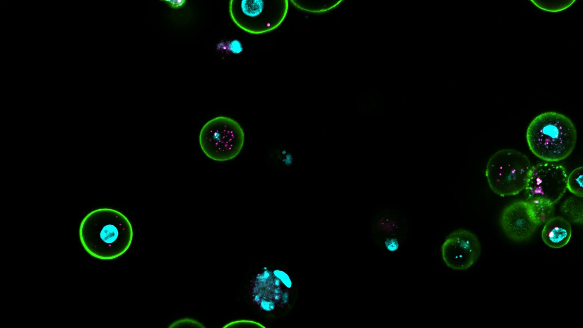 Microscopic view of multiple round cells with bright green outer rings and blue and pink fluorescent spots inside, set against a black background.