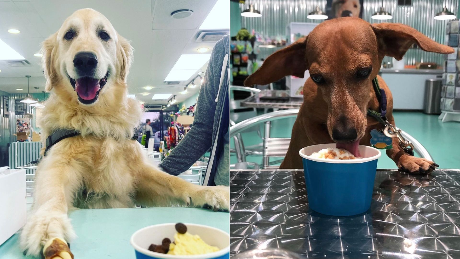 Two side-by-side photographs of dogs eating ice cream at Salty Paws.