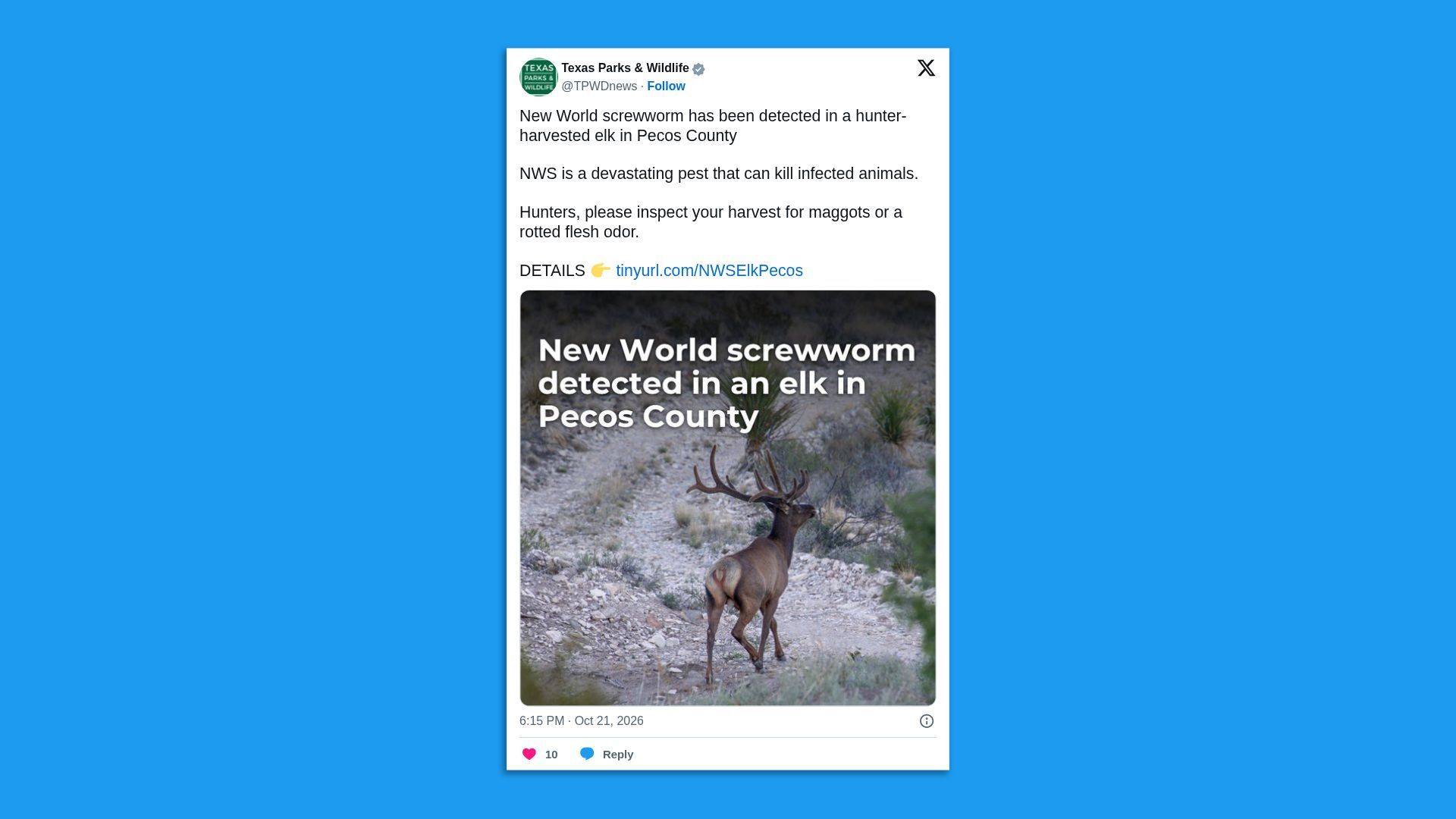 Tweet card from Texas Parks & Wildlife on a bright blue background: warns that a New World screwworm was detected in a hunter-harvested elk in Pecos County; includes an elk photo.