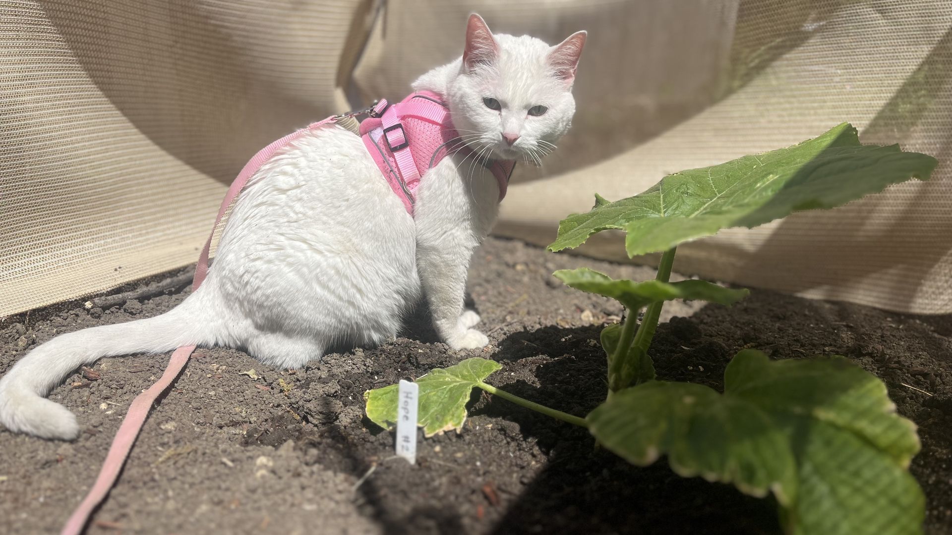 A white cat wearing a pink harness sits in a garden bed of soil, next to a leafy green plant, with a burlap backdrop behind.