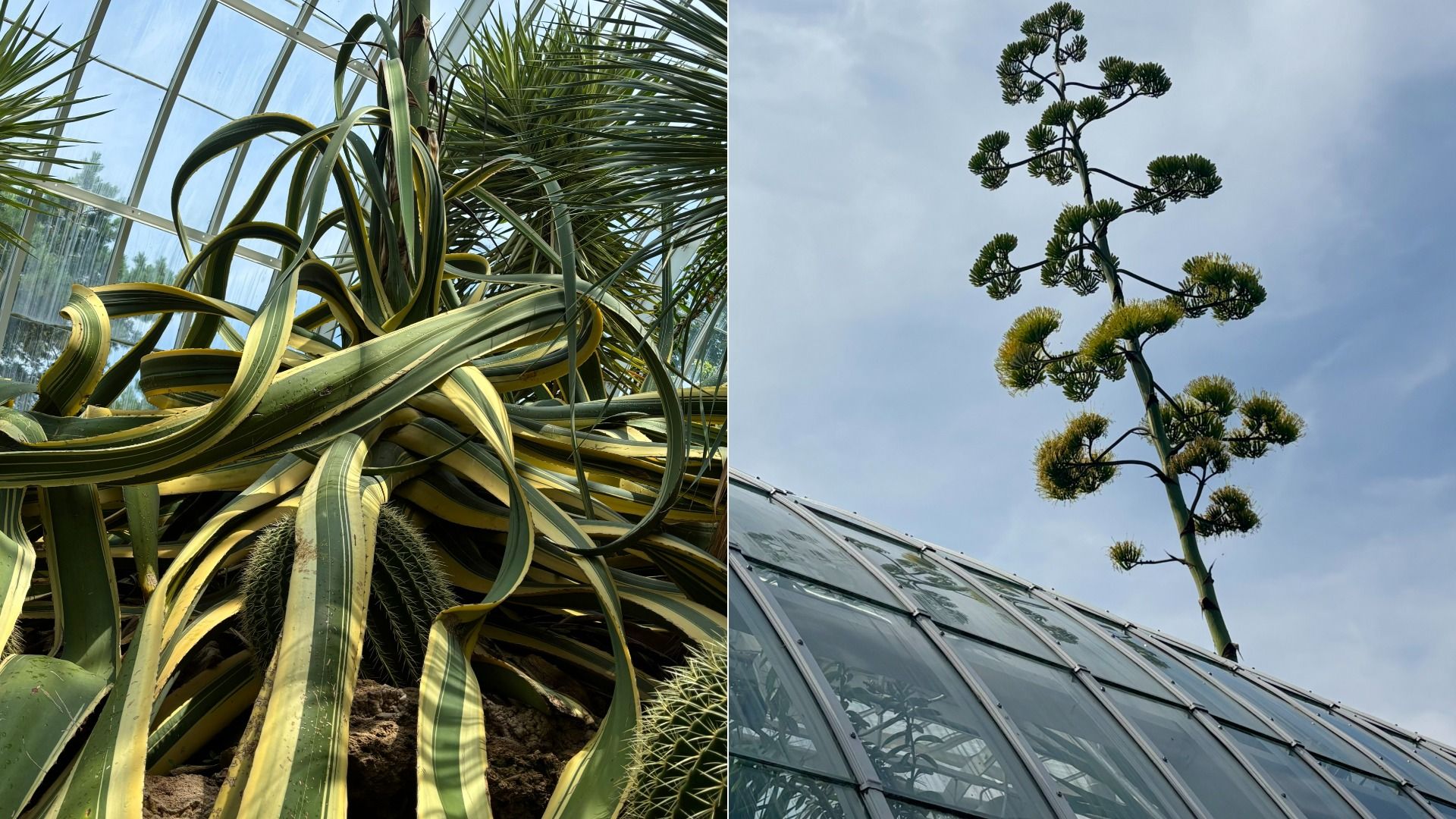 Split image: left shows variegated green-and-yellow ribbon leaves in a glass greenhouse; right shows a tall yucca-like plant with tufted clusters against a blue sky.