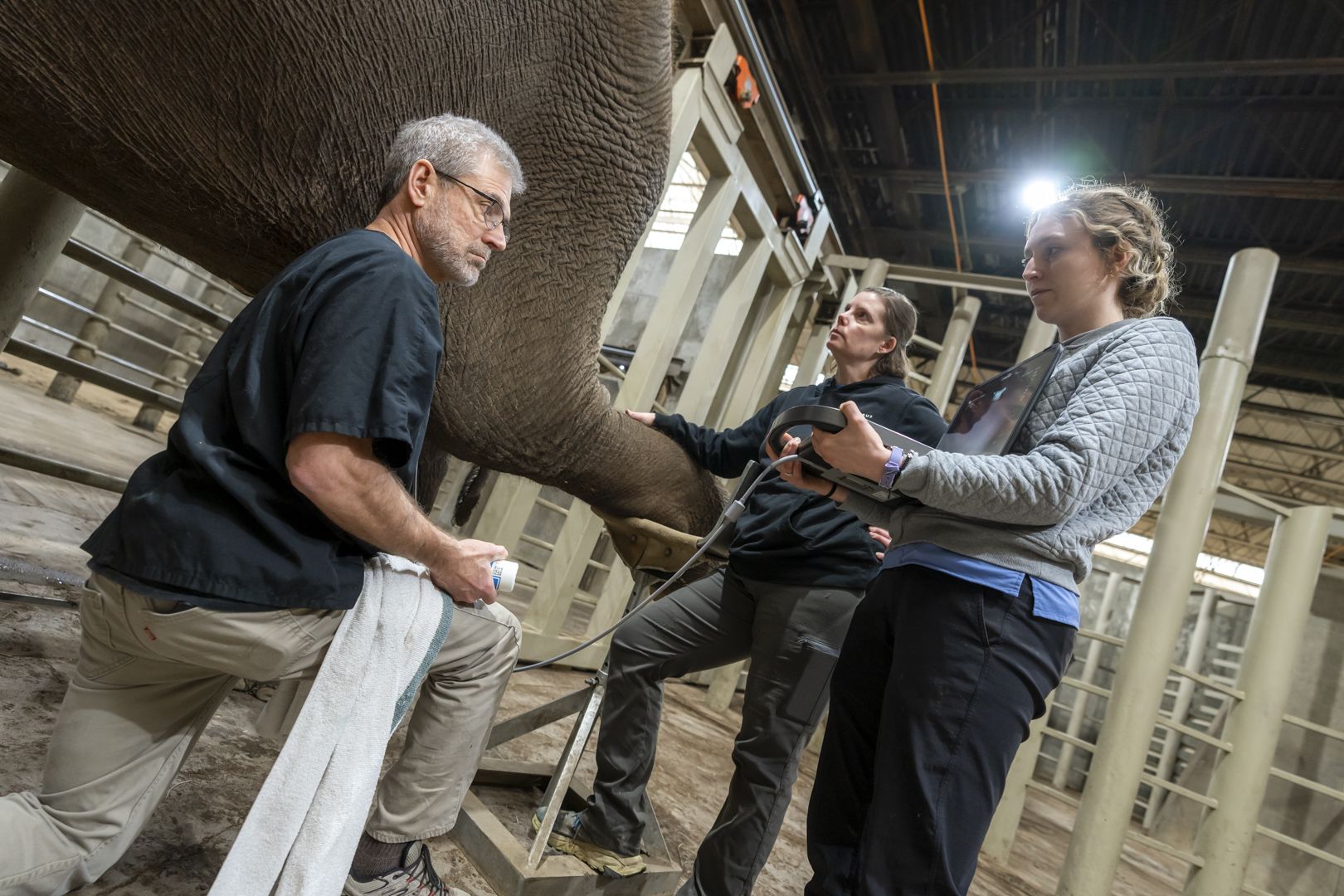Veterinarian Randy Junge, the zoo's vice president of animal health, gives Phoebe the elephant an ultrasound between her legs