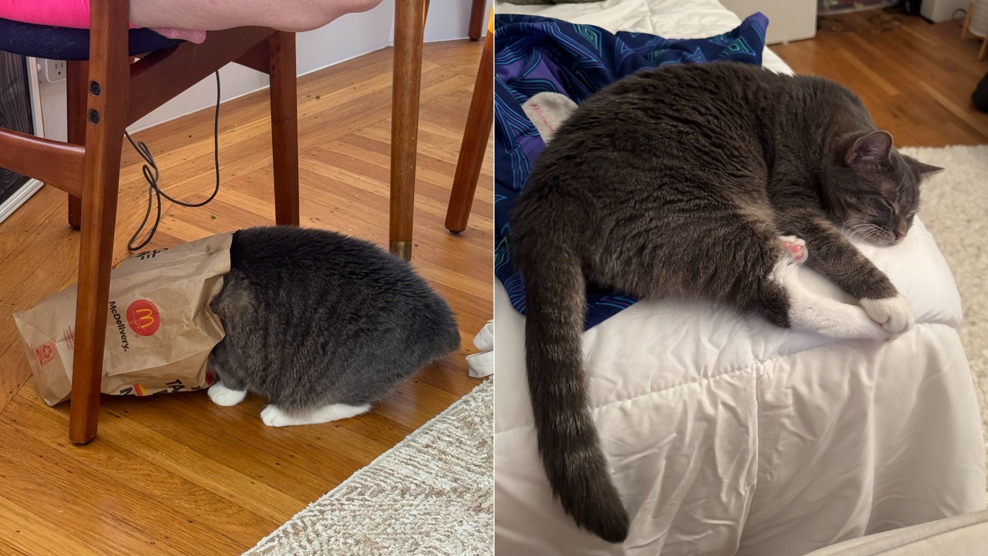 Two-panel collage of a gray cat with white paws: left shows the cat under a wooden chair beside a McDonald's bag on a hardwood floor; right shows the cat curled asleep on a white quilt.