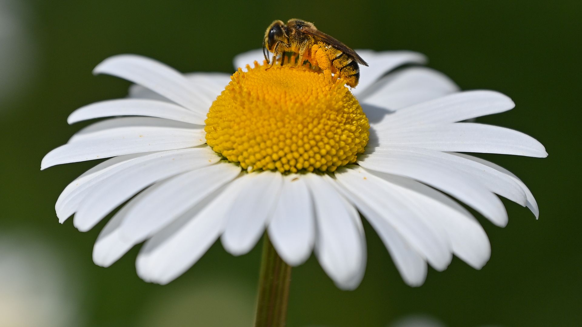 Bee on a flower