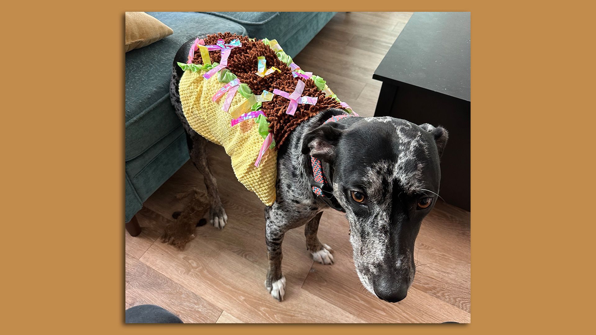 A dog dressed as a taco for Halloween. 