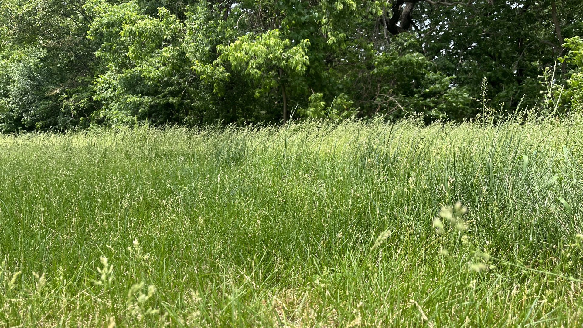 Tall grass in a Minneapolis park 