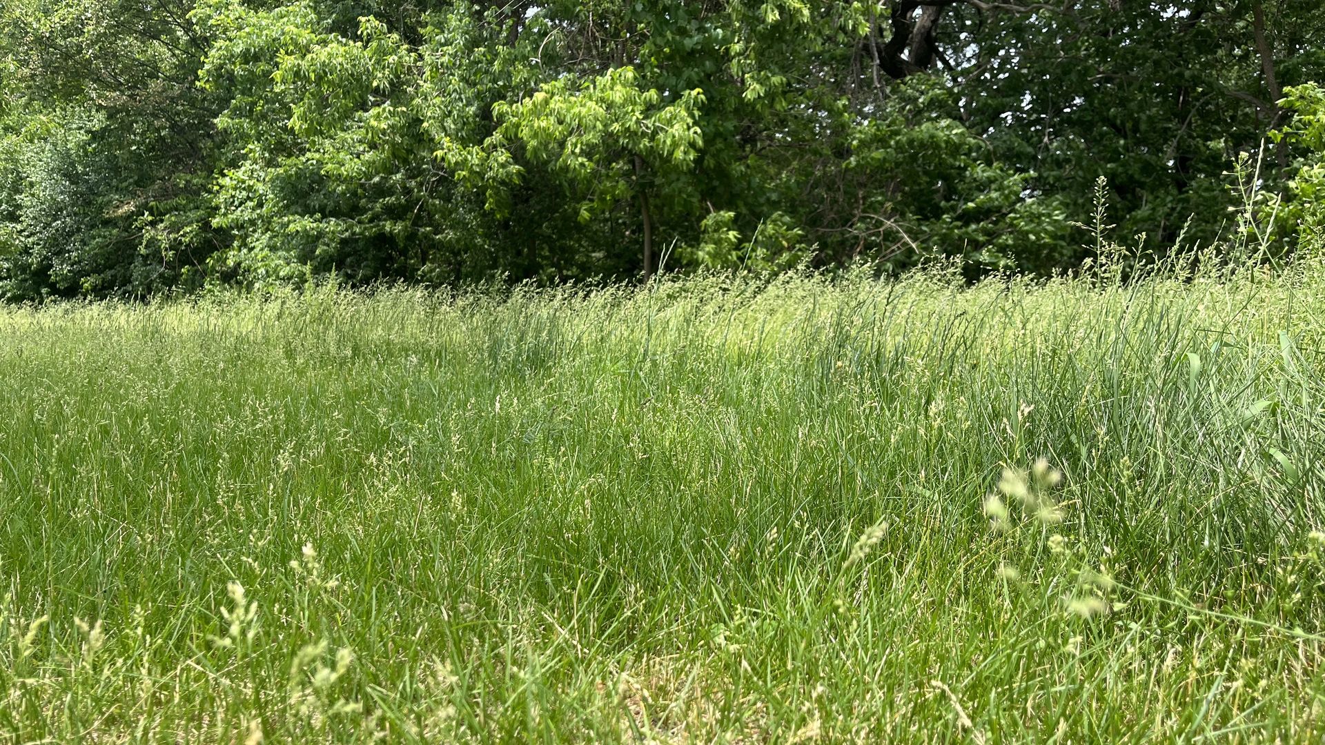 Tall grass in a Minneapolis park