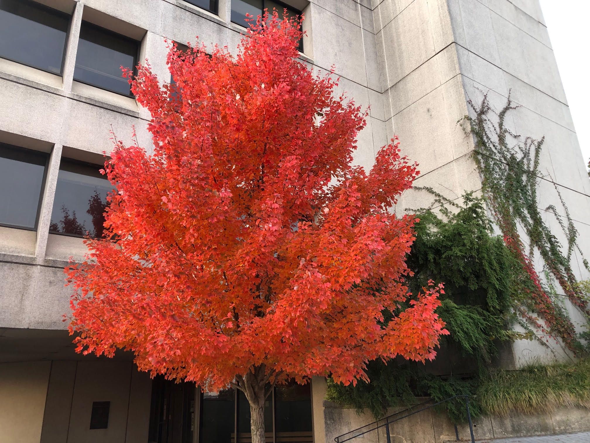 A lone tree shows bright orange fall coloring.