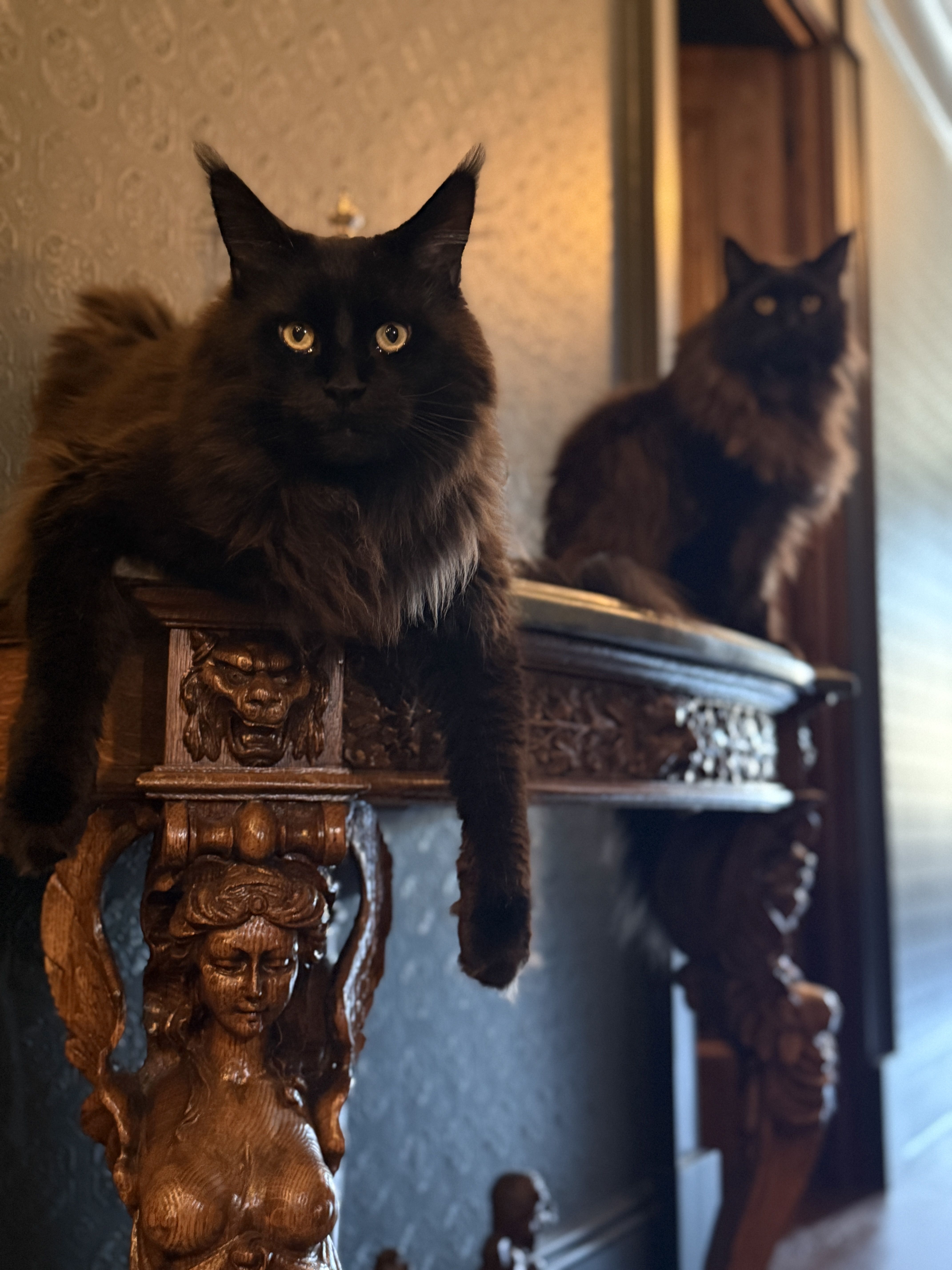 Lieutenant Commander Atramenta Murder Paws and Baroness Belladonna Nightshade are shop staples. Murder Paws has earned a bravery star and several promotions. Visiting fire marshals have even been known to salute her.
