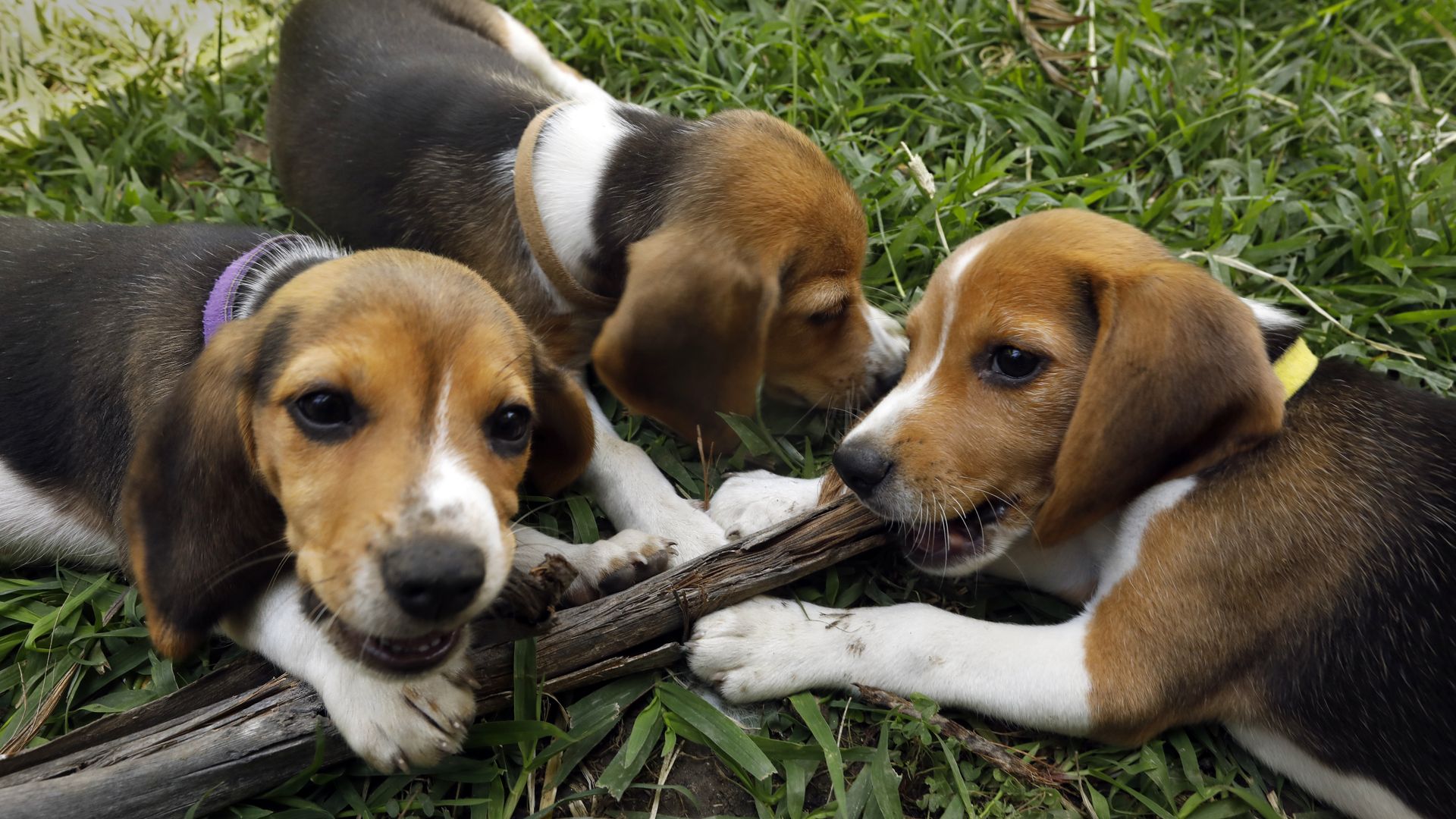 Three brown and white beagle puppies surround one stick while on grass 