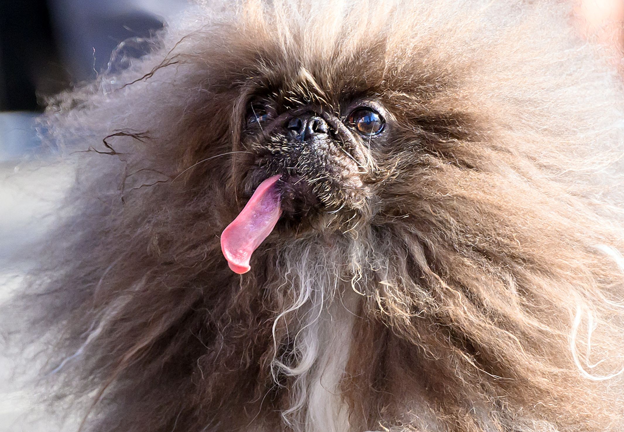 A Pekingese with their tongue out