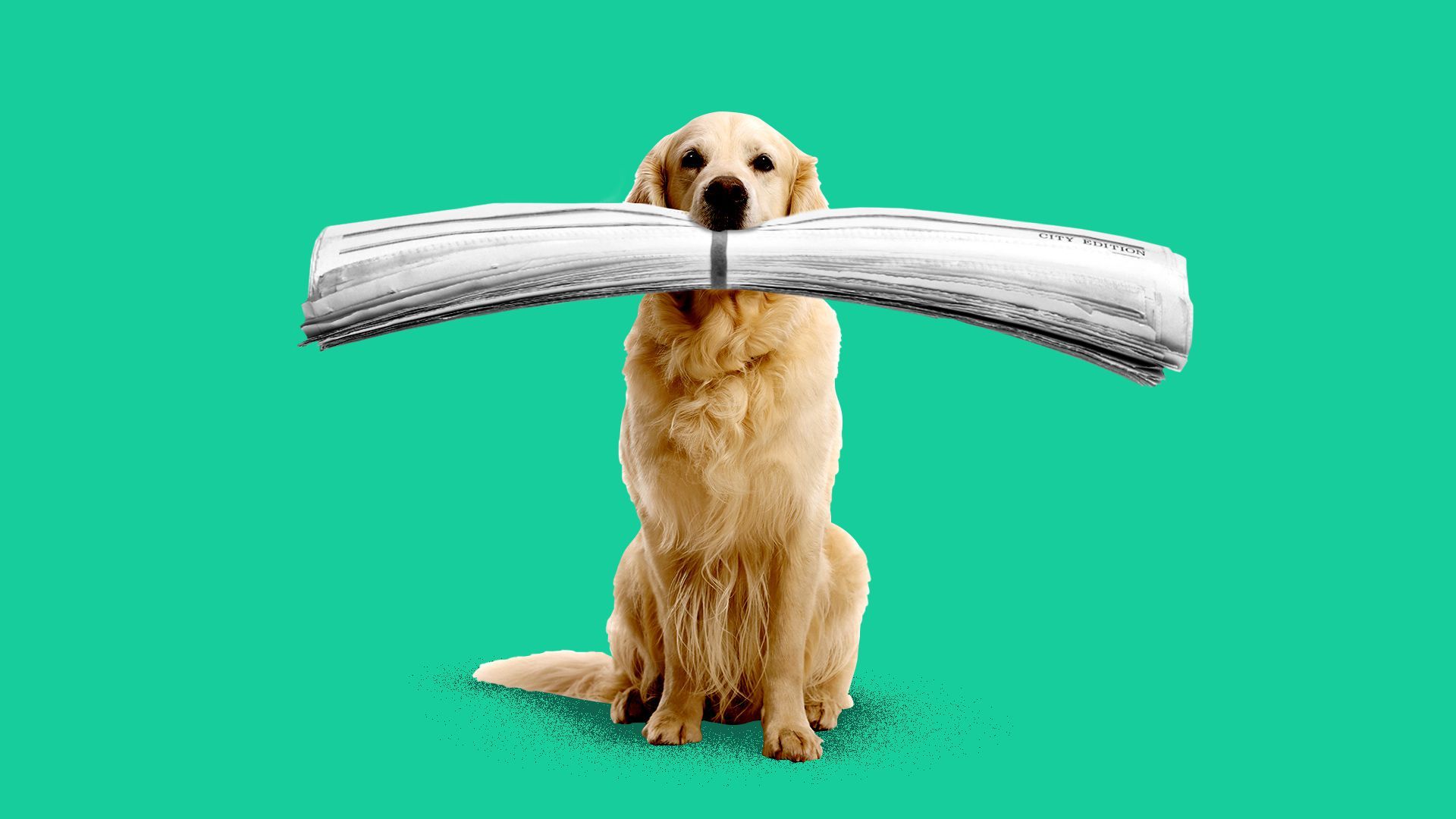 Illustration of a labrador carrying a giant newspaper in its mouth.