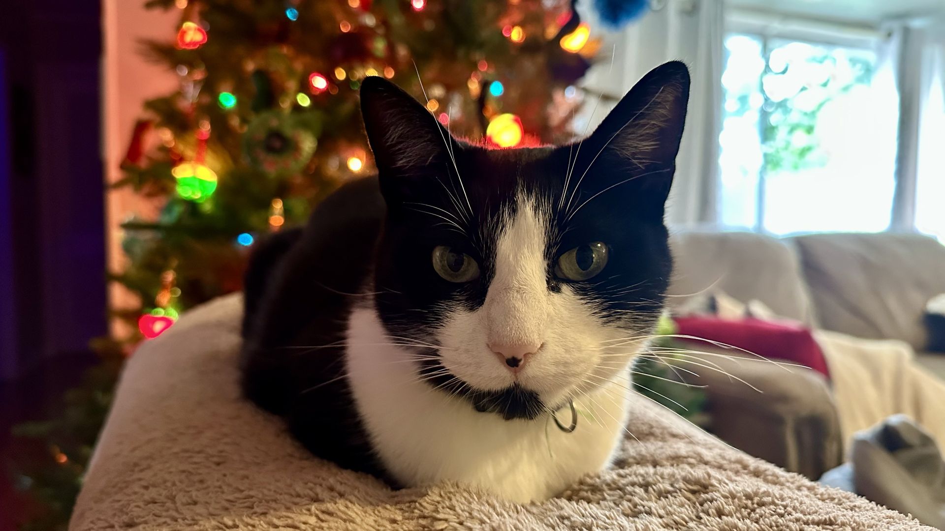 Black and white cat with green eyes resting on a beige textured surface, with a decorated Christmas tree and colorful lights blurred in the background near a window and sofa.