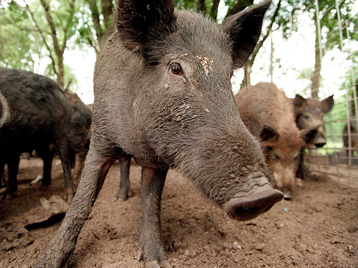 Wild Pigs – Invasive Species Centre