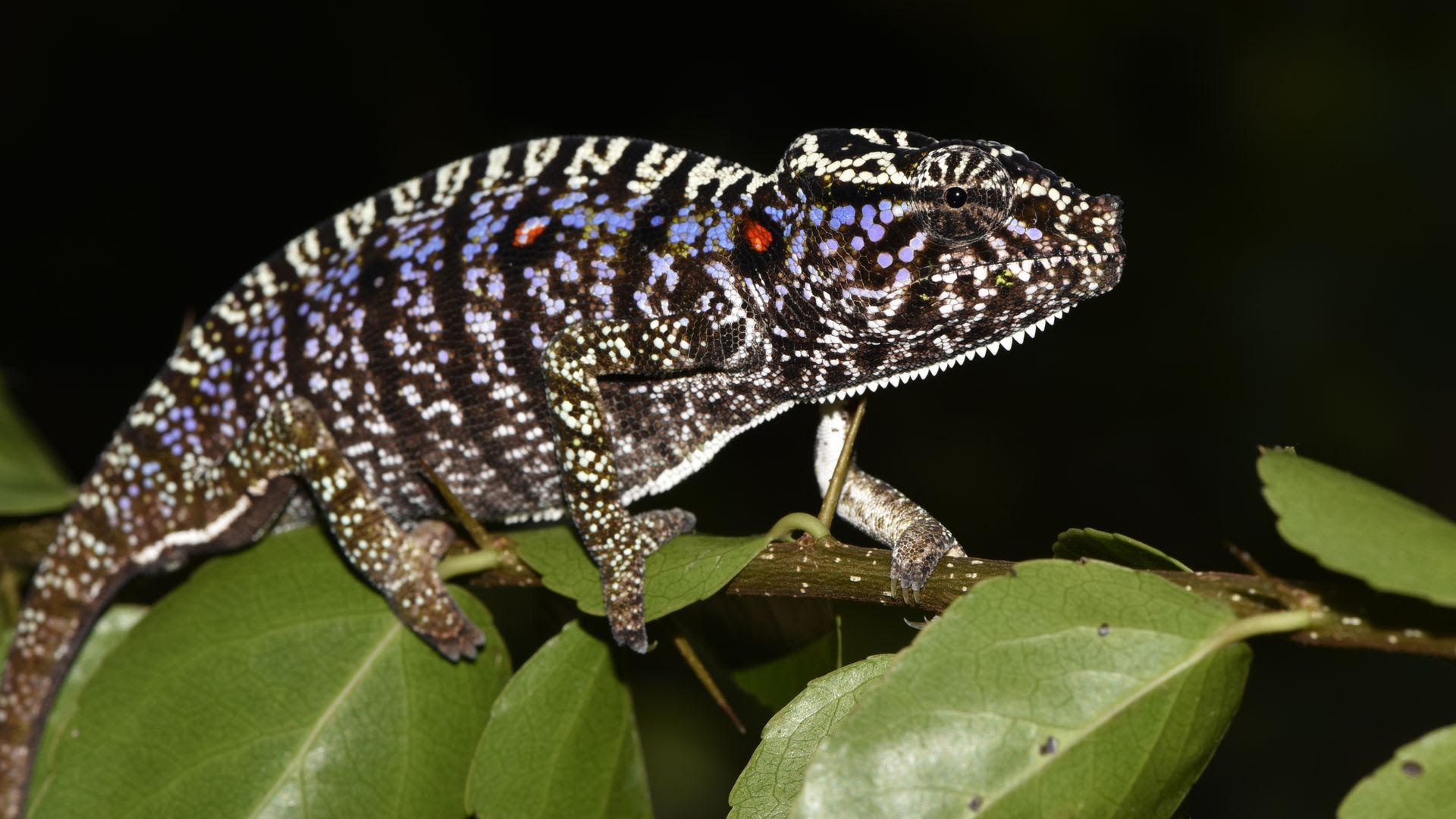 A Voeltzkow's chameleon in Madagascar in March. Photo: SNSB/Frank Glaw via AP