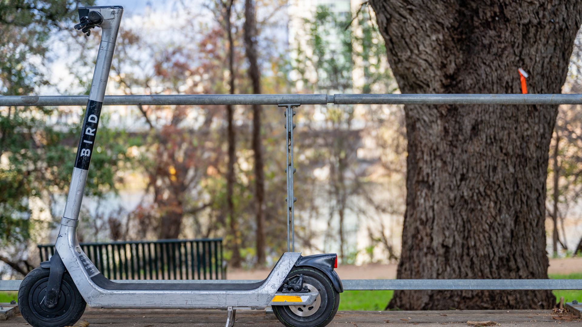 A Bird scooter is parked in front of a tree.