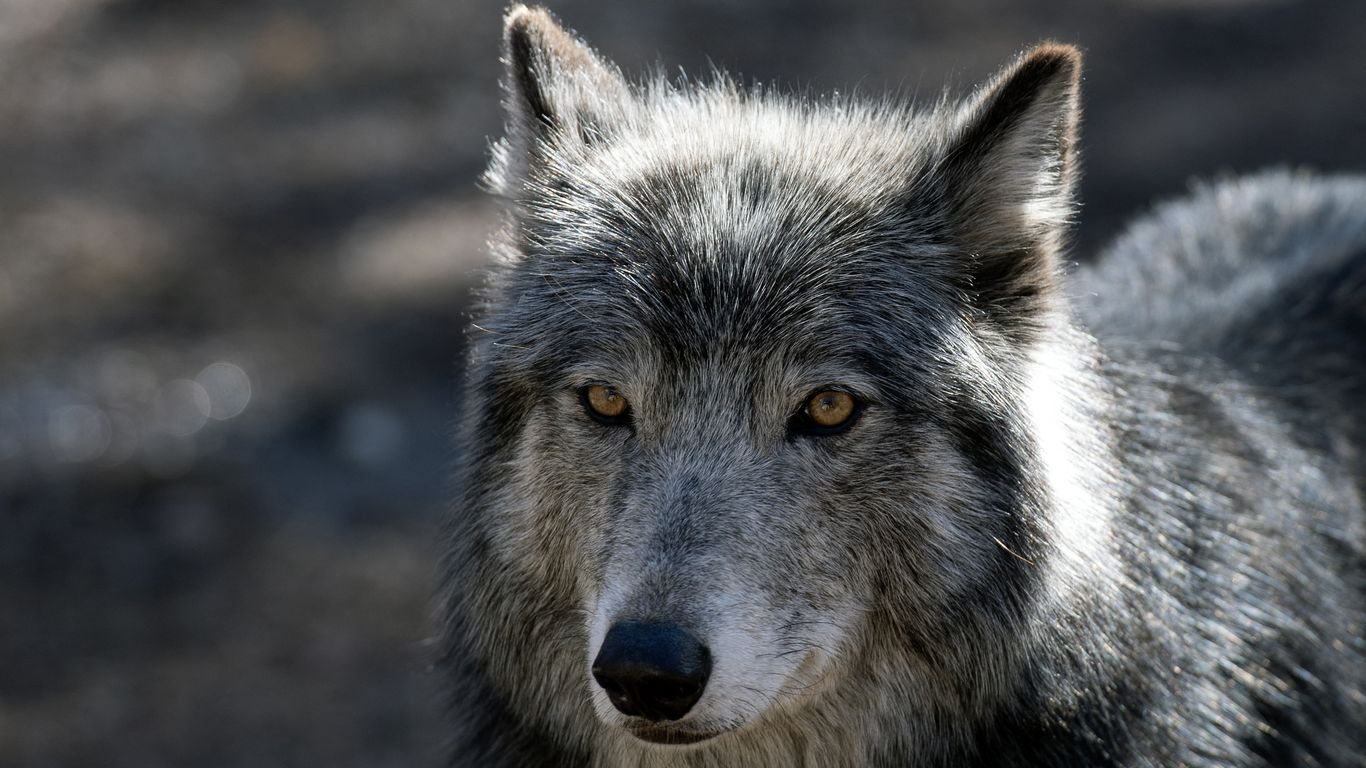 Wolf 2309 Dies After Capture in Colorado